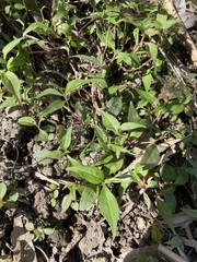 Persicaria chinensis