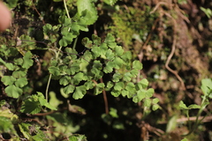 Adiantum poiretii
