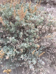 Atriplex barclayana