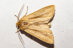 Ichneutica semivittata