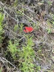 Castilleja affinis