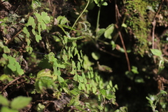 Adiantum poiretii