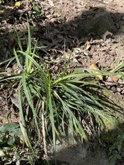 Carex sociata