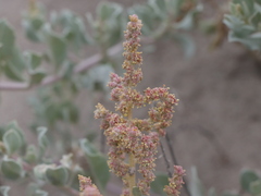 Atriplex barclayana