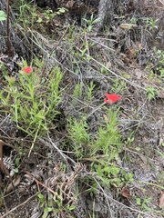 Castilleja affinis