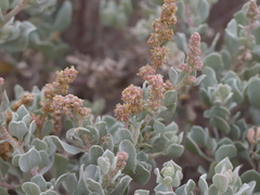 Atriplex barclayana