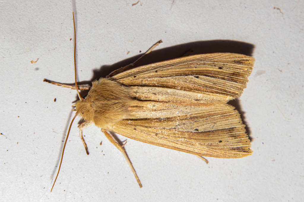 Dark Underwing Wainscot from Southland District, Southland, New Zealand ...