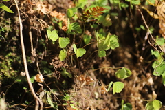 Parochetus africanus