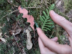 Notogrammitis heterophylla