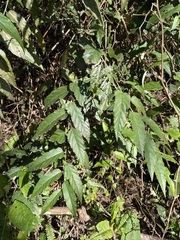 Rubus swinhoei