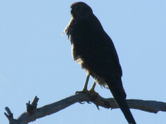 Accipiter fasciatus