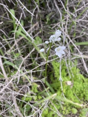 Allium