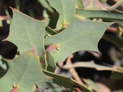 Hakea prostrata