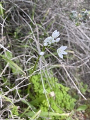 Allium