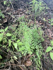 Pellaea andromedifolia