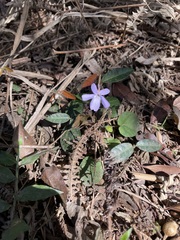 Viola formosana