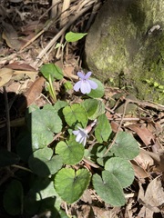 Viola formosana