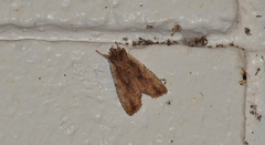 Lithophane petulca