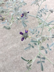 Psorothamnus emoryi emoryi