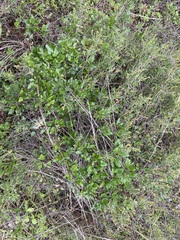 Clematis