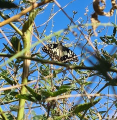 Papilio demoleus sthenelus