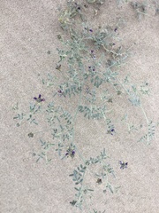 Psorothamnus emoryi emoryi