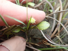 Leptinella dioica