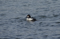 Bucephala clangula × islandica
