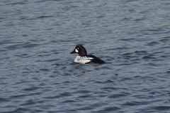 Bucephala clangula × islandica