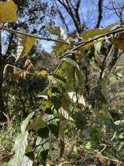 Rubus swinhoei