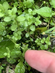 Sedum formosanum