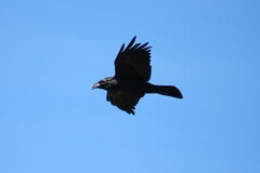 Corvus cryptoleucus
