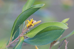 Persoonia levis