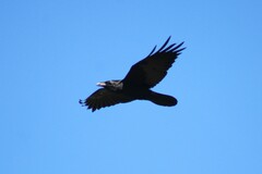 Corvus cryptoleucus