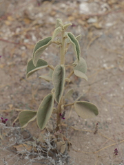 Horsfordia newberryi
