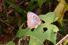 Arhopala