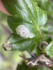 Insecta