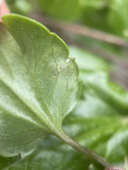 Insecta