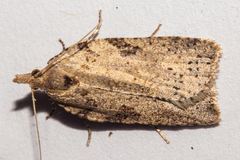 Leucotenes coprosmae