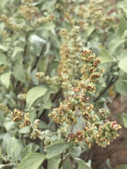Ambrosia chenopodiifolia