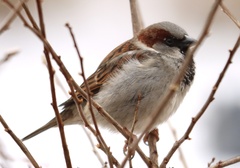 Passer domesticus