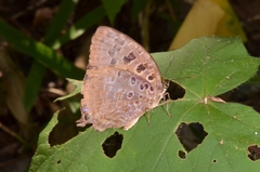 Arhopala