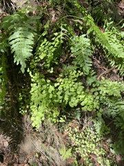 Adiantum jordanii