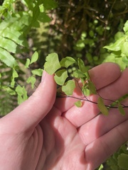 Adiantum jordanii