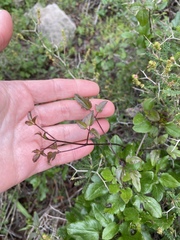 Clematis