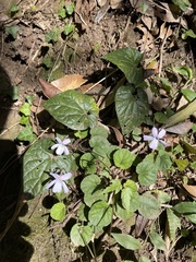Viola formosana