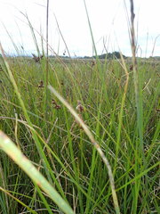 Bolboschoenus caldwellii