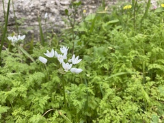 Allium