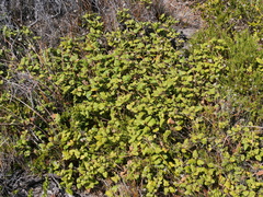 Chorilaena quercifolia