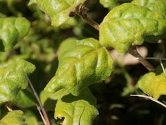 Chorilaena quercifolia